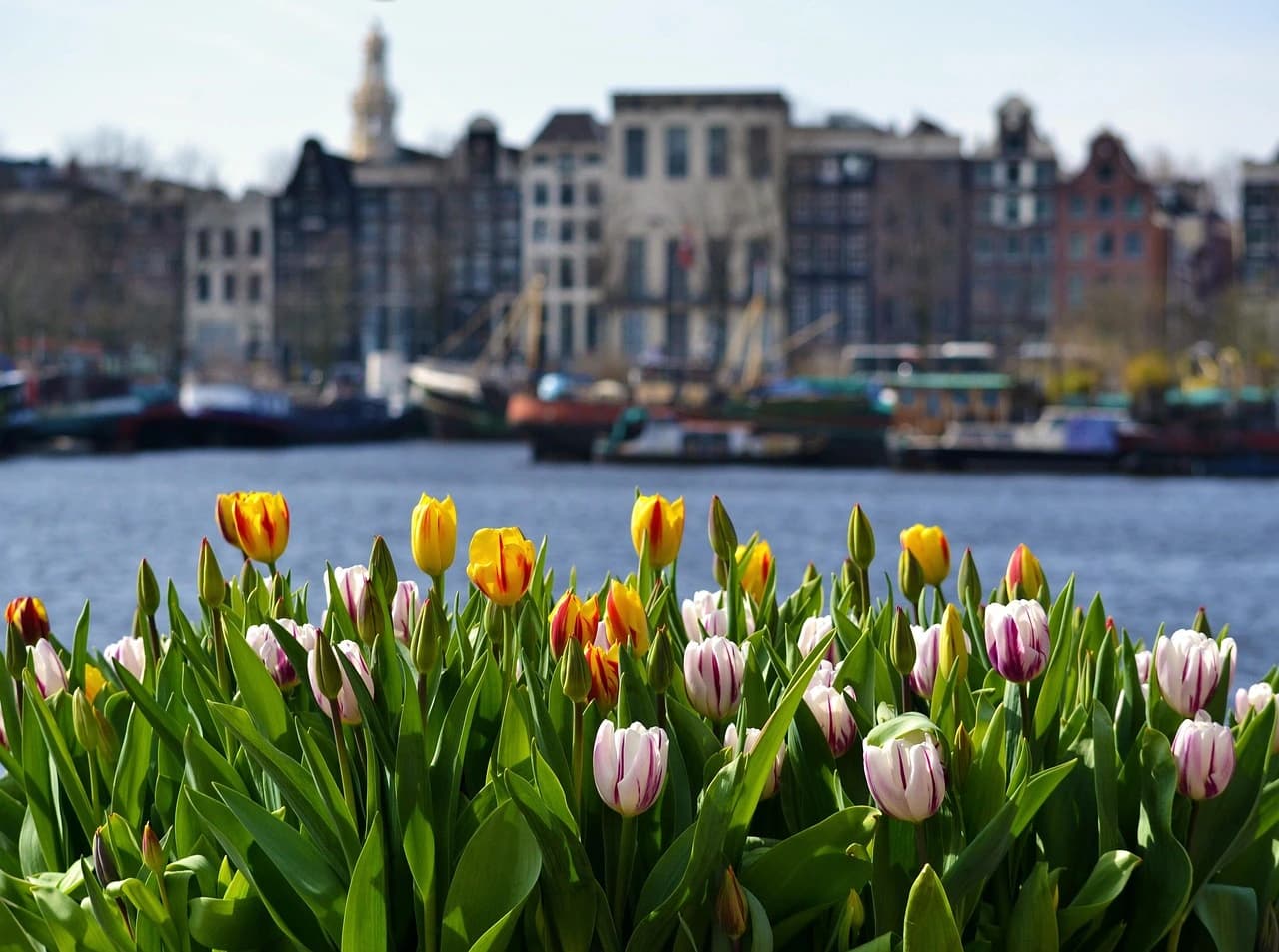 Amsterdam (IJmuiden) to Newcastle ferry